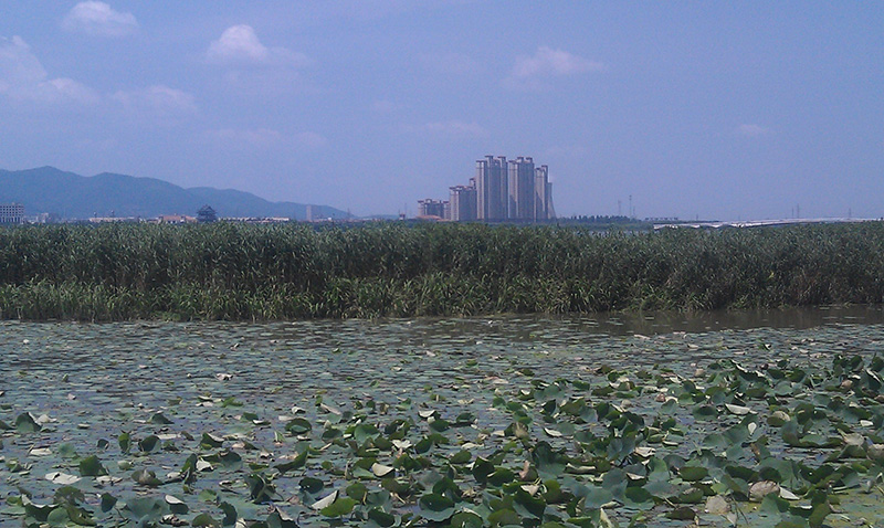 拆除淤泥池围堰形成人造湿地